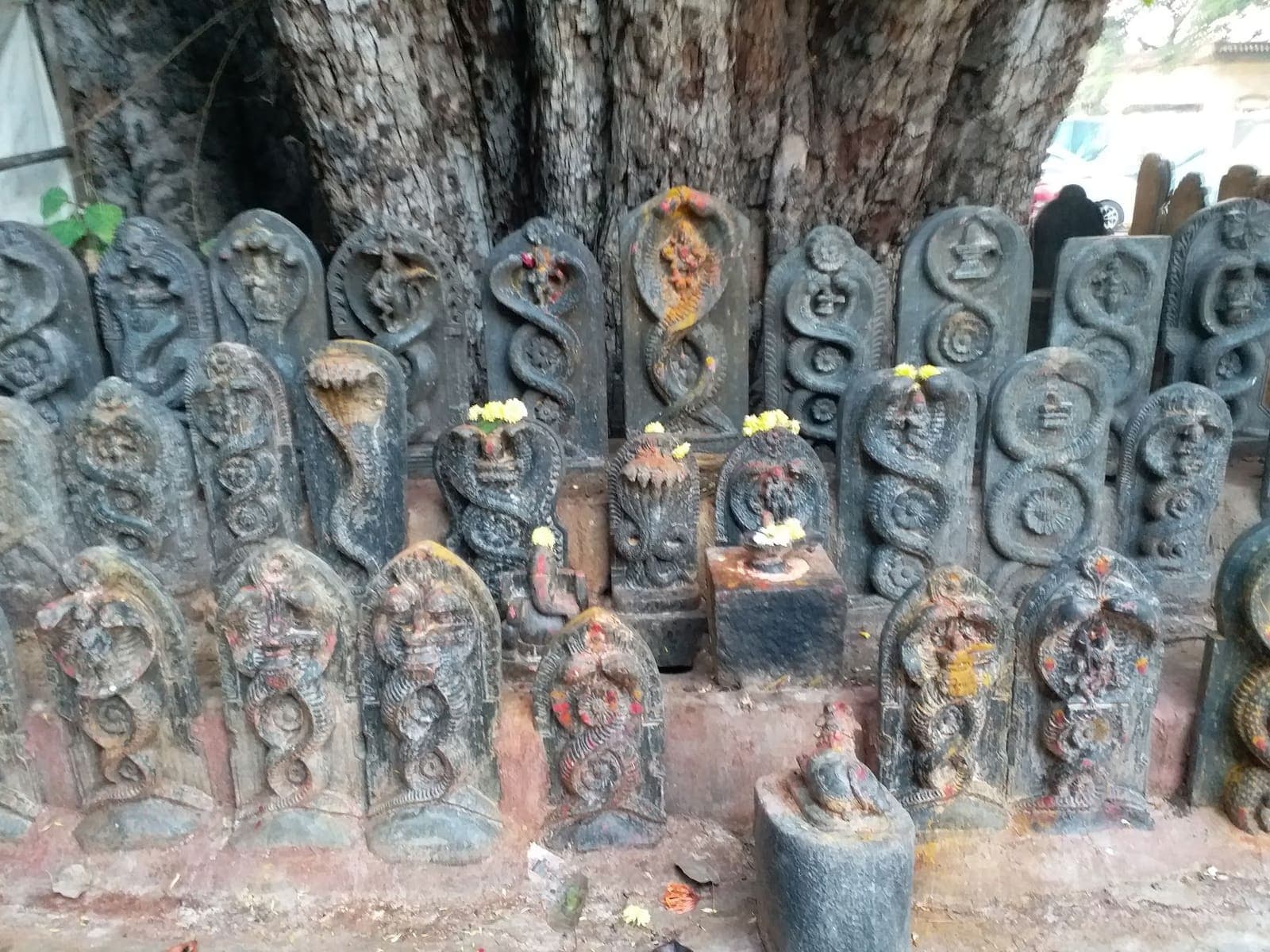 ಹಳೆಯ ಮರದ ಬುಡದಲ್ಲಿ ಅರಿಶಿನ-ಕುಂಕುಮ ಮತ್ತು ಹಳದಿ ಹೂವು ಇಟ್ಟಿರುವ ನಾಗಶಿಲೆಗಳ ಹತ್ತಿರದ ನೋಟ